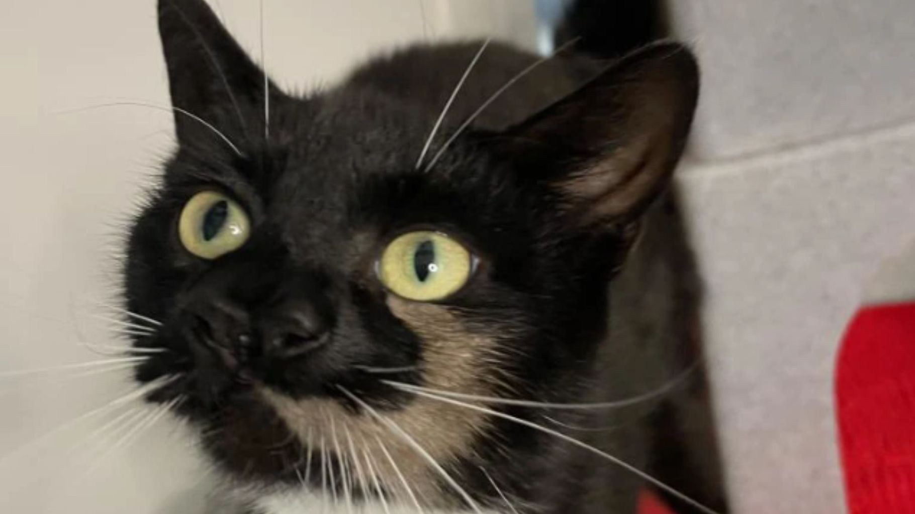 Cat with two noses needs her forever home